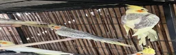 Cockatiels birds for sale: BEAUTIFUL Cockatiels FOR SALE - Advert 6