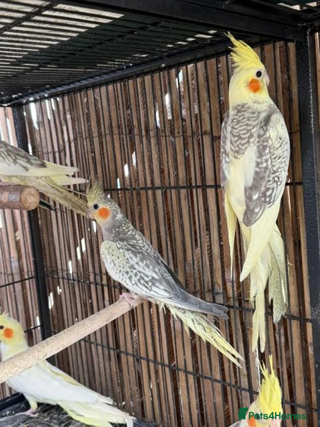Cockatiels birds for sale: BEAUTIFUL Cockatiels FOR SALE - Advert 6