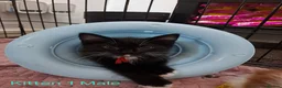 Mixed Breed cats for sale: 12 Beautifull kittens looking for a home. - Advert 5