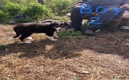Border Collie dogs for sale: Traditional rough coated Border collie pups - Image 12