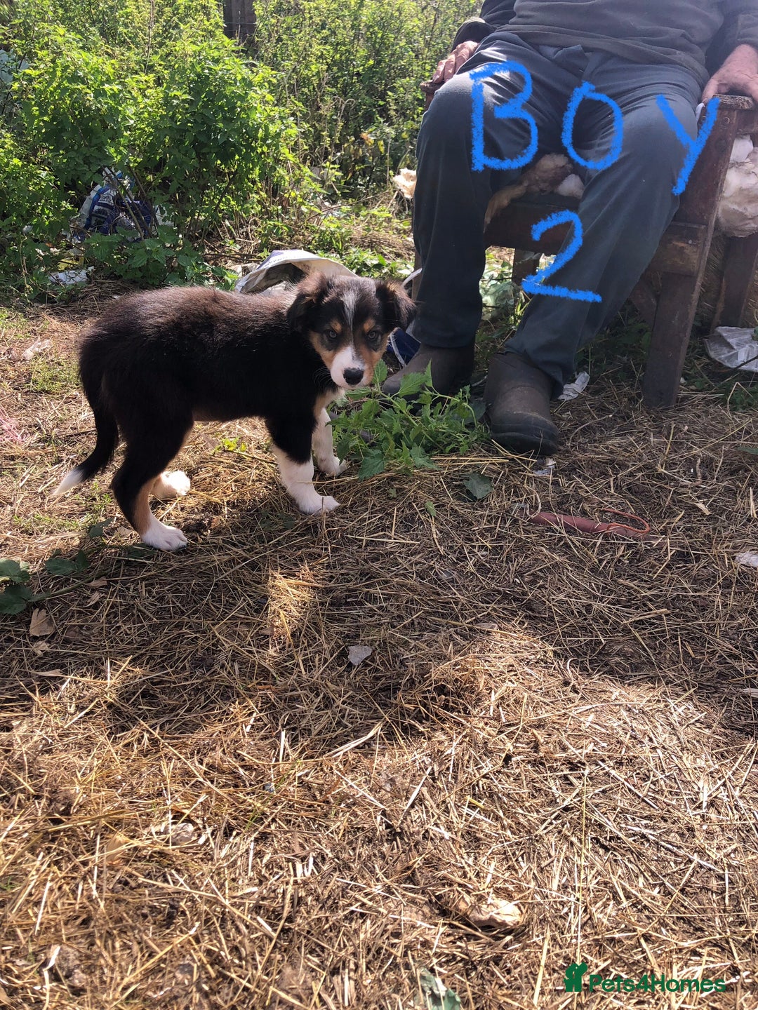 Border Collie dogs for sale: Traditional rough coated Border collie pups - Image 12