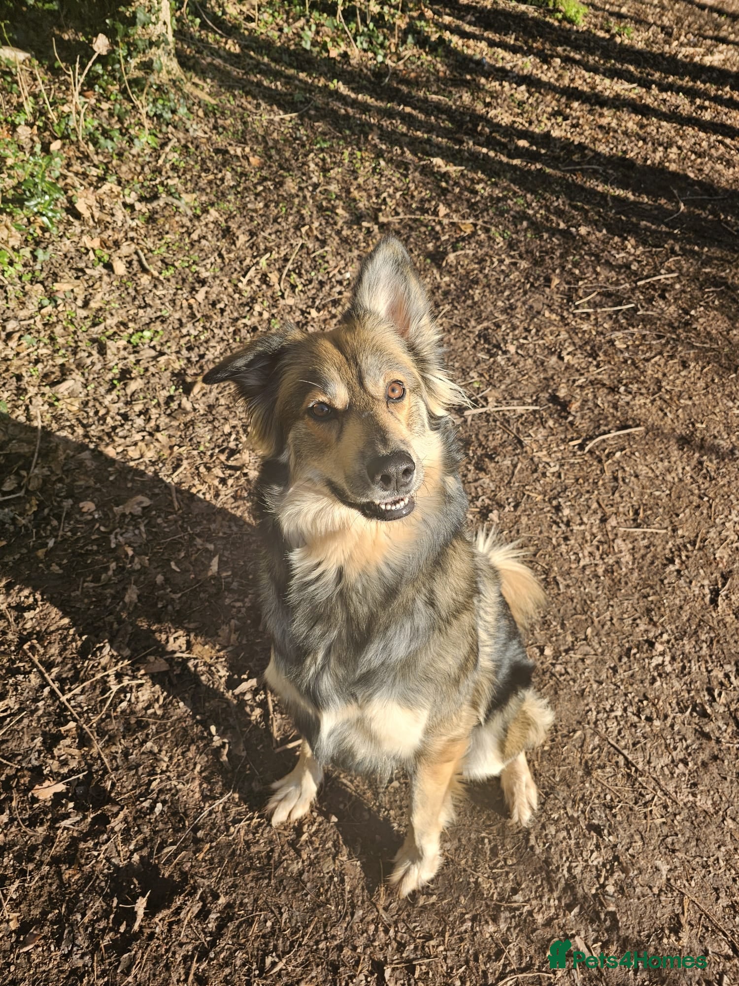 Shepsky dogs 3.5 years old - Advert 17