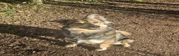 Shepsky dogs for sale: 3.5 years old in Monmouth - Advert 1