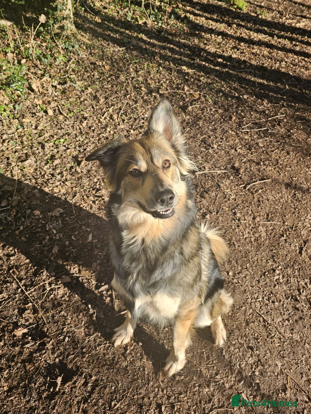 Shepsky dogs for sale: 3.5 years old in Monmouth - Advert 1