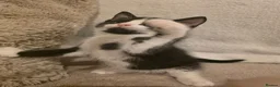 Mixed Breed cats for sale: Tuxedo kitten - Advert 4