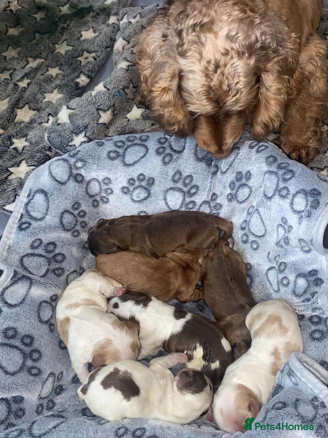 Cocker Spaniel dogs for sale: Show type cocker spaniels  - Image 22