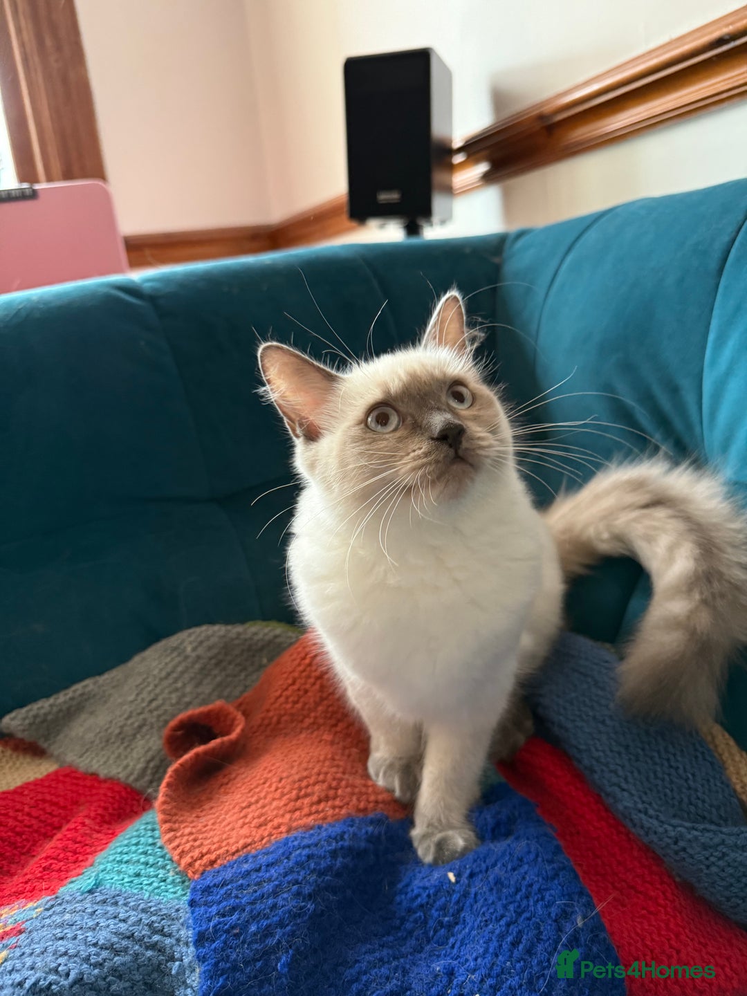 Ragdoll cats for sale: Ragdoll kittens for sale  - Image 28