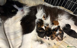 Maine Coon cats for sale: Maine Coon Kittens ❤️ GCCF and TICA registered  - Image 16