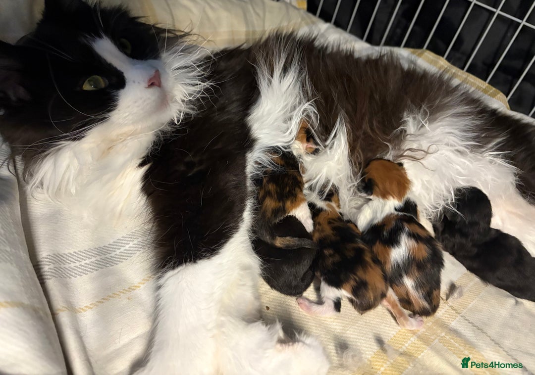 Maine Coon cats for sale: Maine Coon Kittens ❤️ GCCF and TICA registered  - Image 16