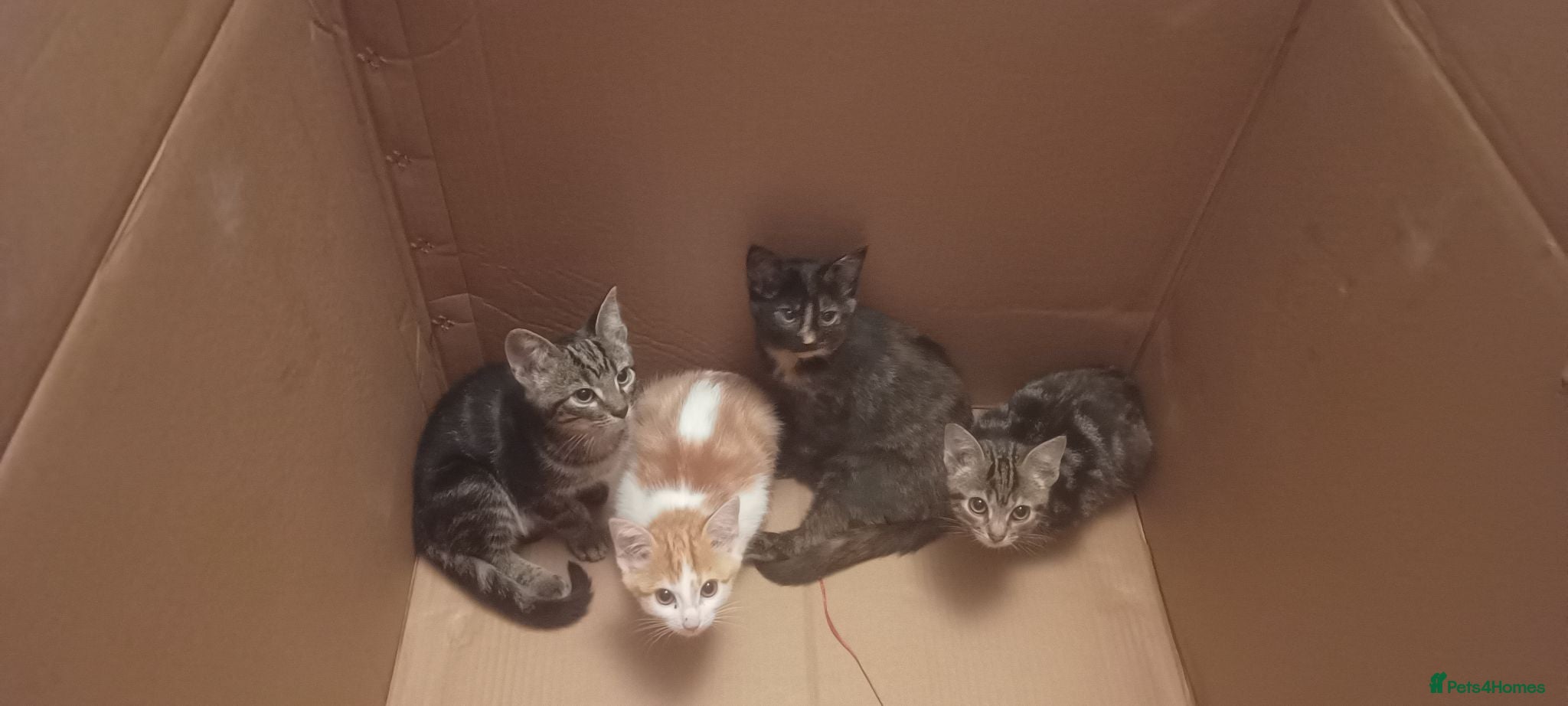 Mixed Breed cats Kittens  - Advert 8