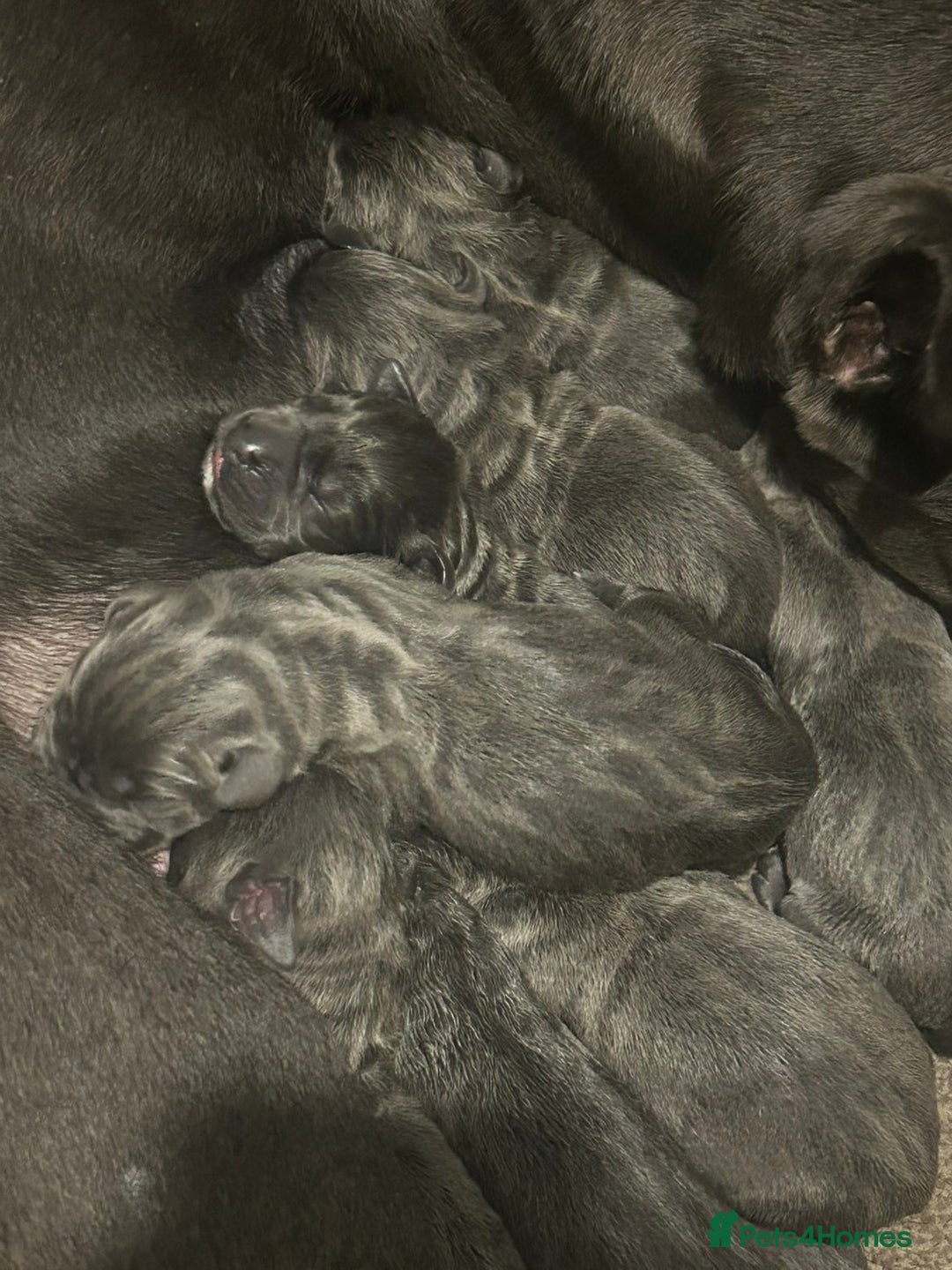 Cane Corso dogs for sale: Cane corso pups - Advert 3