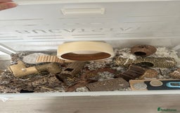 Hamster rodents for sale: Syrian Hamster  - Image 14