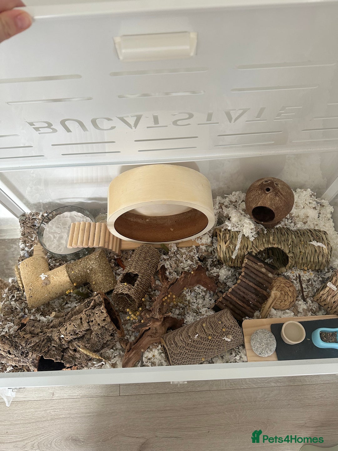 Hamster rodents for sale: Syrian Hamster  - Image 14