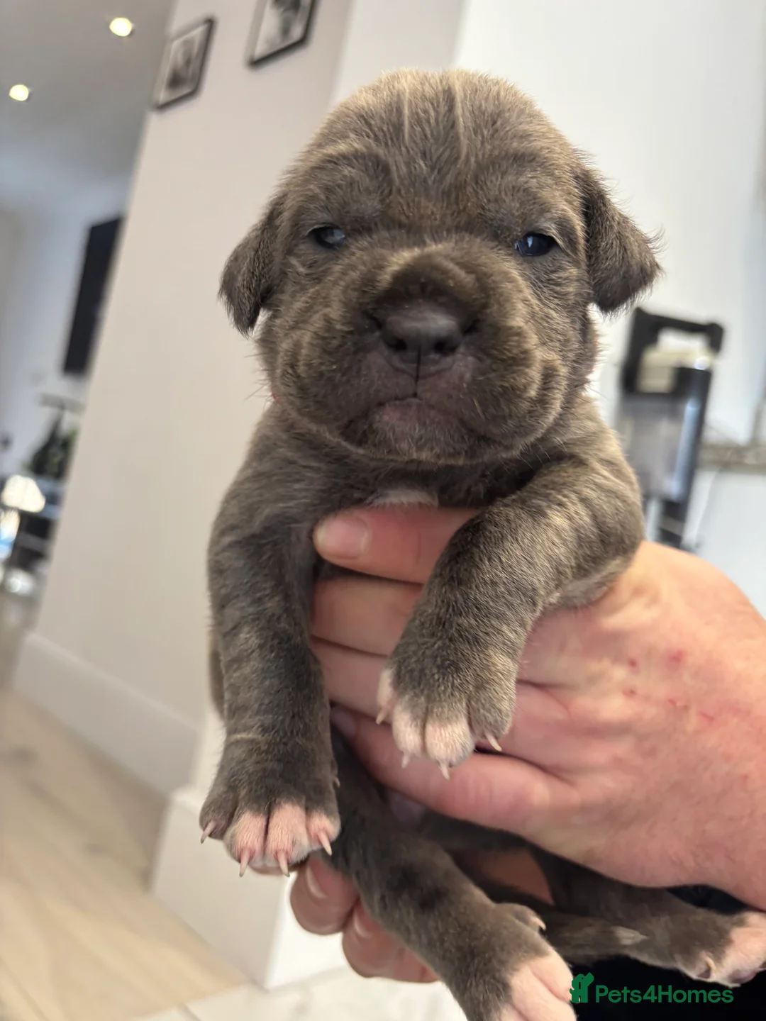 Cane Corso dogs for sale: Cane Corso Puppies 🐶  - Advert 10
