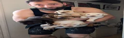 Labrador Retriever dogs for sale: Labrador Retriever amazing puppies to take home - Advert 11