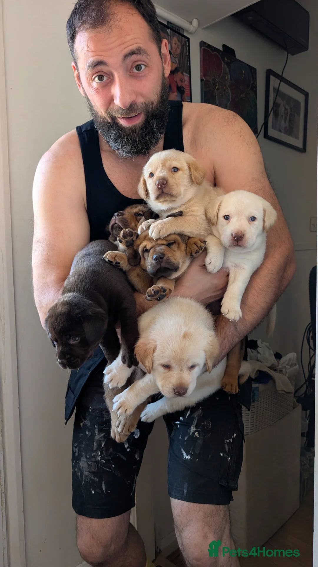 Labrador Retriever dogs for sale: Labrador Retriever amazing puppies to take home - Advert 11