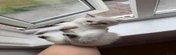 British Longhair cats for sale: Exquisite British Kittens – Golden & Colourpoint  - Advert 26