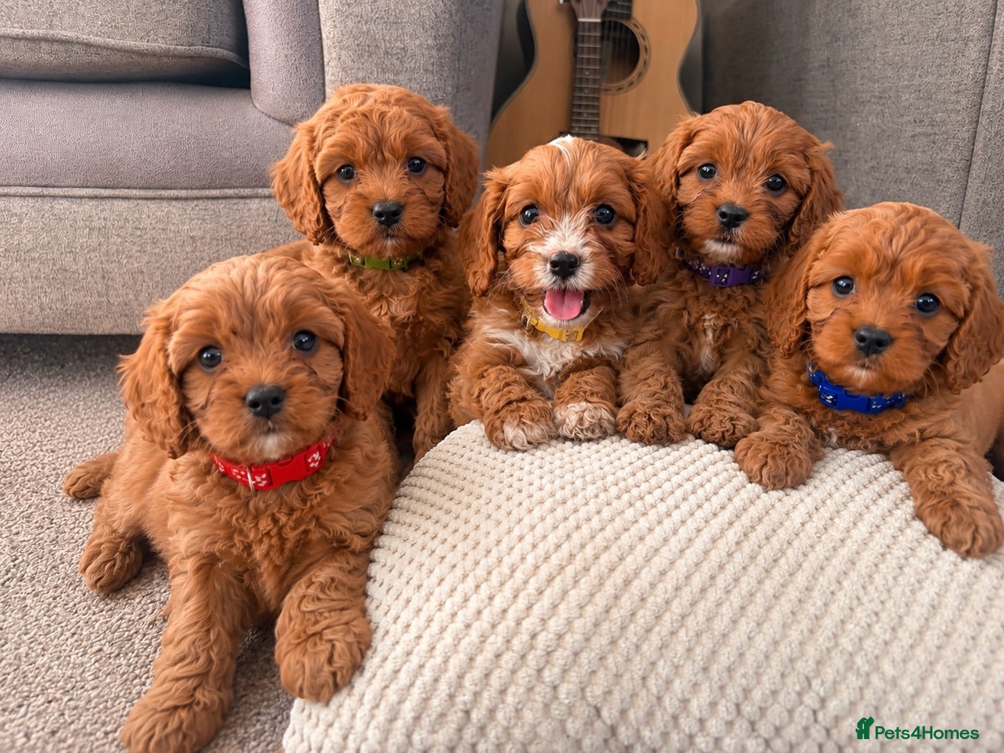 Cavapoo dogs Beautiful Cavapoo Litter for sale.   - Advert 18