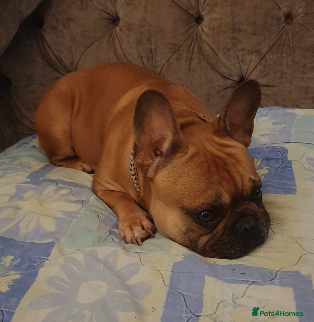 French Bulldog dogs for sale: French bulldog  - Image 2