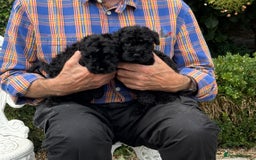 Kerry Blue Terrier dogs for sale: Kerry blue terrier puppies - Image 6