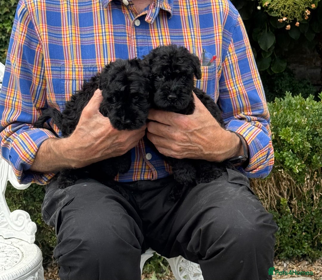 Kerry Blue Terrier dogs for sale: Kerry blue terrier puppies - Image 6