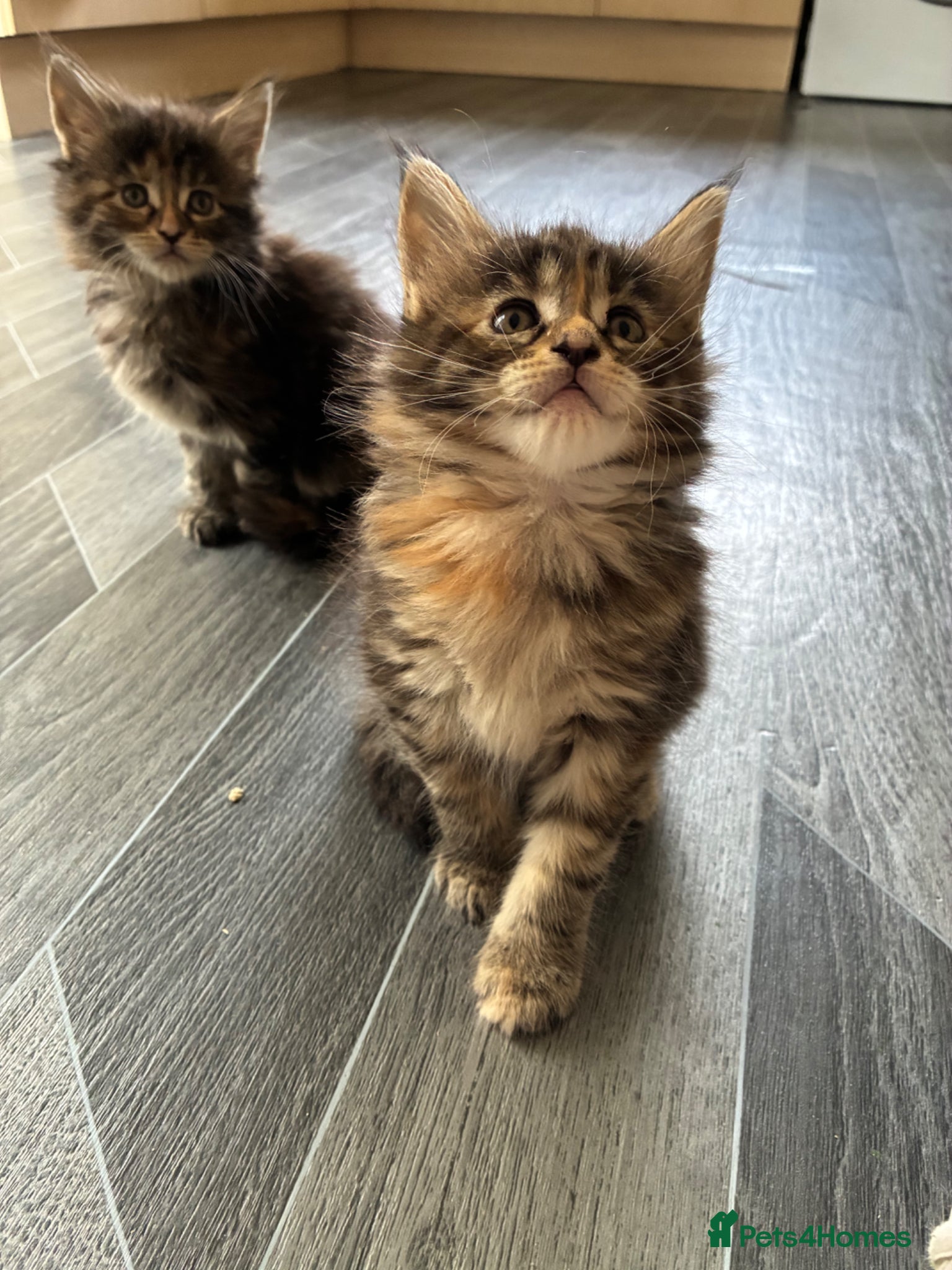 Maine Coon cats Maine coon kittens  - Advert 5