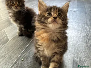 Maine Coon cats Maine coon kittens - Advert 18