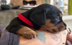 Miniature Dachshund dogs for sale: Dachshund x Jack Russell puppies (Jackshund) - Image 2