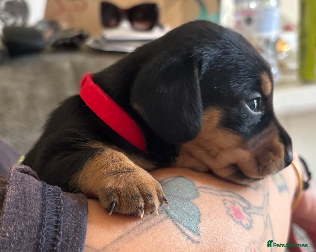 Miniature Dachshund dogs for sale: Dachshund x Jack Russell puppies (Jackshund) - Image 2