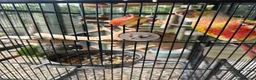 Conures birds for sale: Bonded pair of conures in Woodbridge - Advert 6