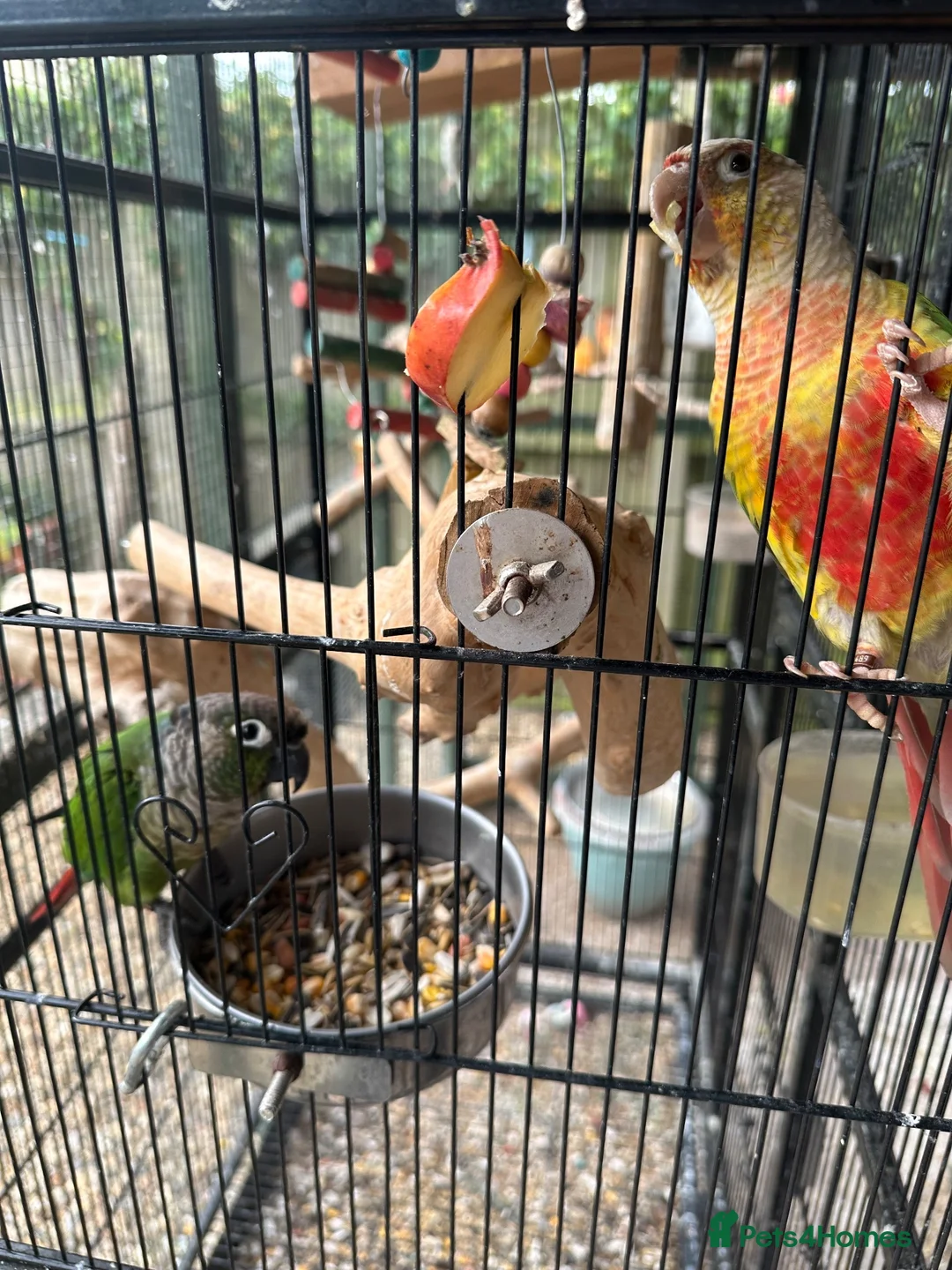Conures birds for sale: Bonded pair of conures in Woodbridge - Advert 6