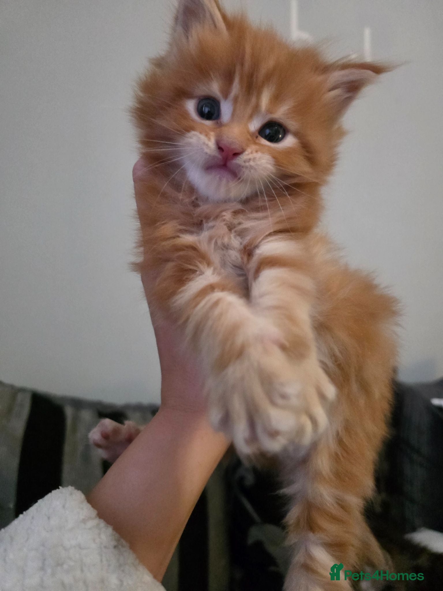 Maine Coon cats Beautiful full mainecoons - Advert 1