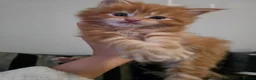 Maine Coon cats for sale: Beautiful full mainecoons - Advert 1