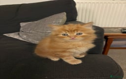 Mixed Breed cats for sale: Quarter Persian kittens  - Image 6