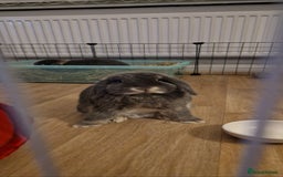 Mini Lop rabbits for sale: *RESERVED* URGENT - 2 Girls & ENTIRE set up - Image 9