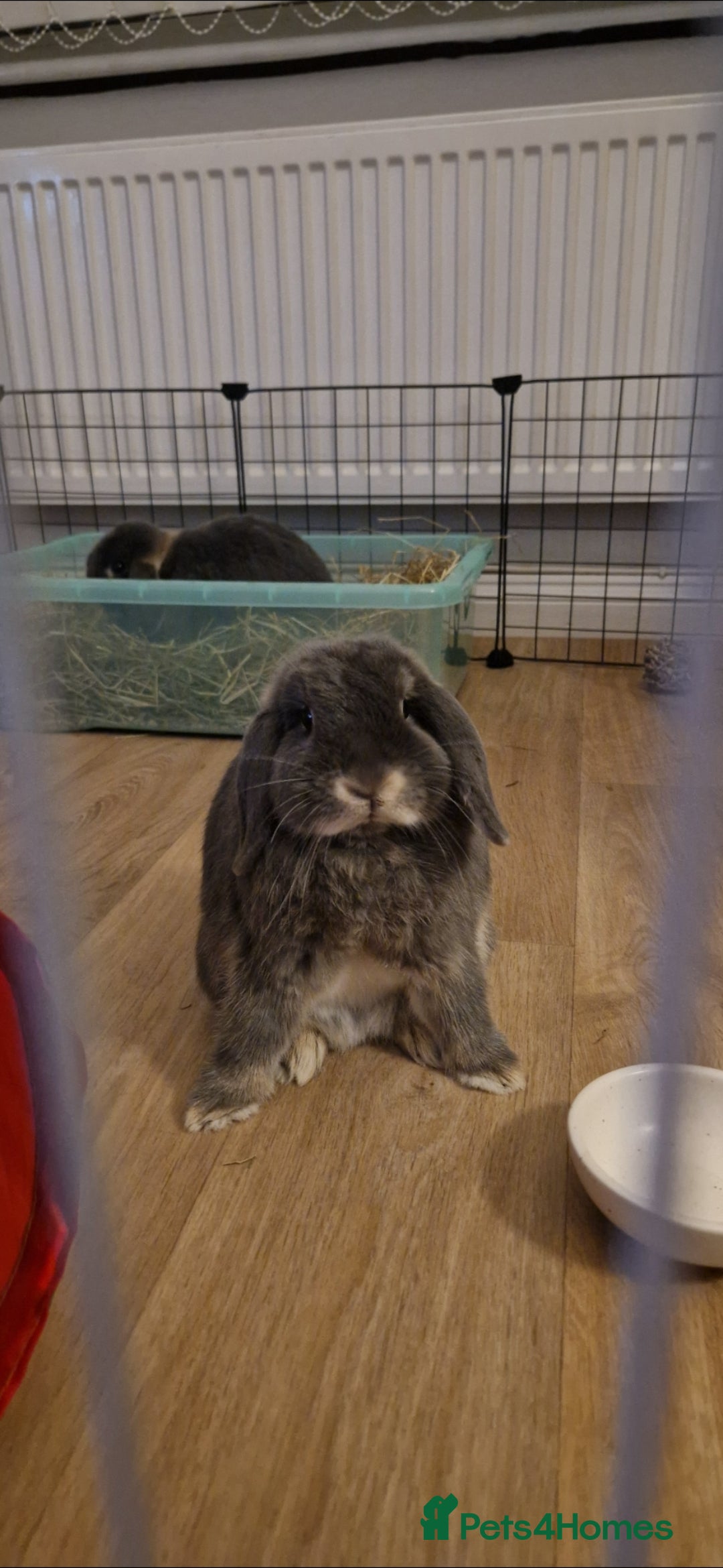 Mini Lop rabbits for sale: *RESERVED* URGENT - 2 Girls & ENTIRE set up - Image 9