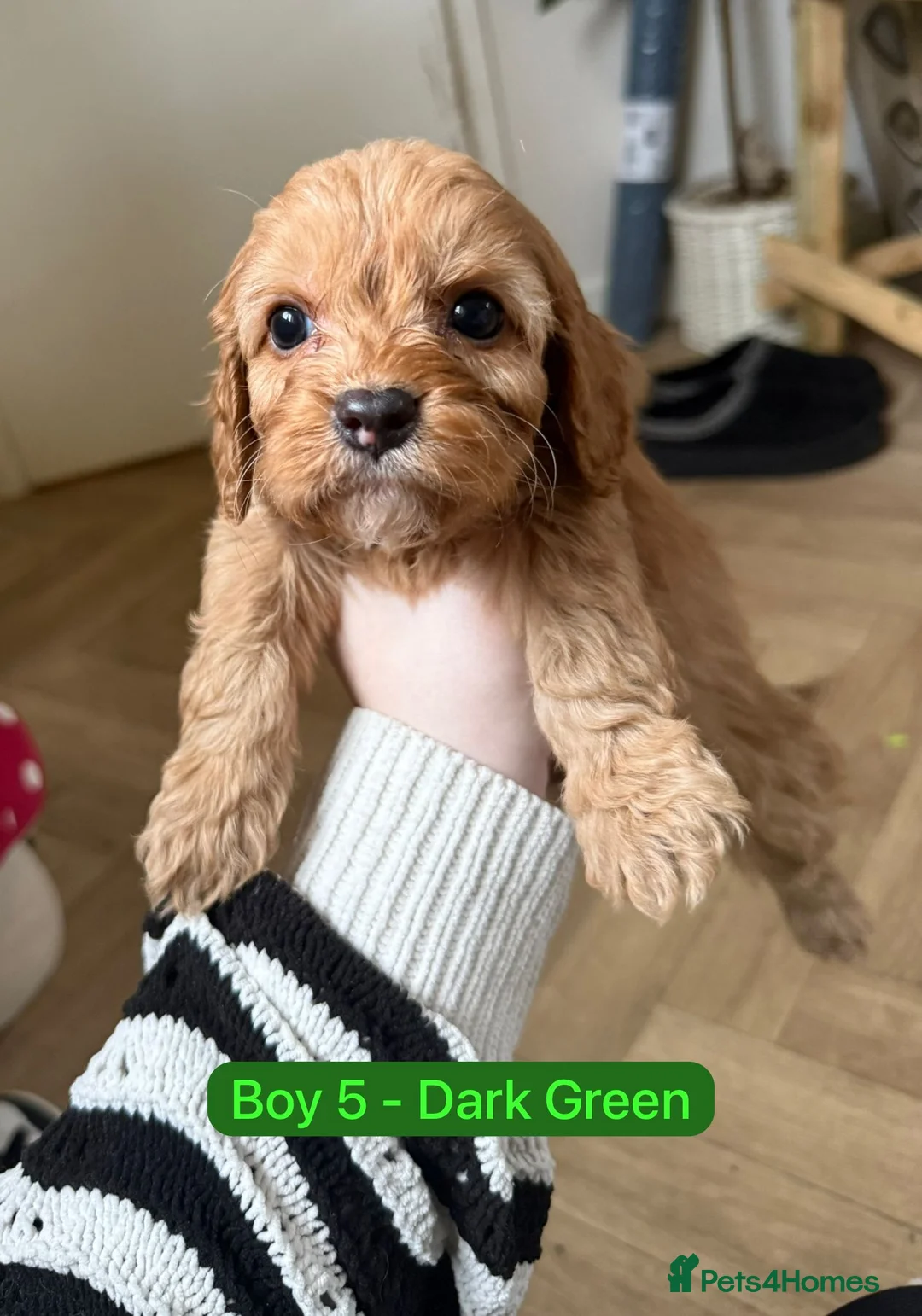 Cavapoo dogs for sale: Cavapoo Puppies - Advert 4