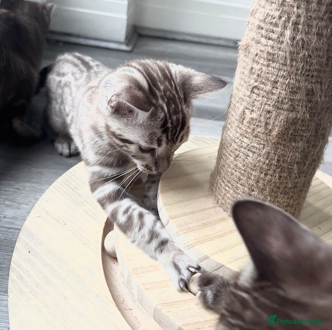 Bengal cats for sale: Pure Bengal kittens ready to go - Advert 4