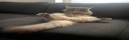 Maine Coon cats for sale: Adorable Maine coon kittens  - Advert 11