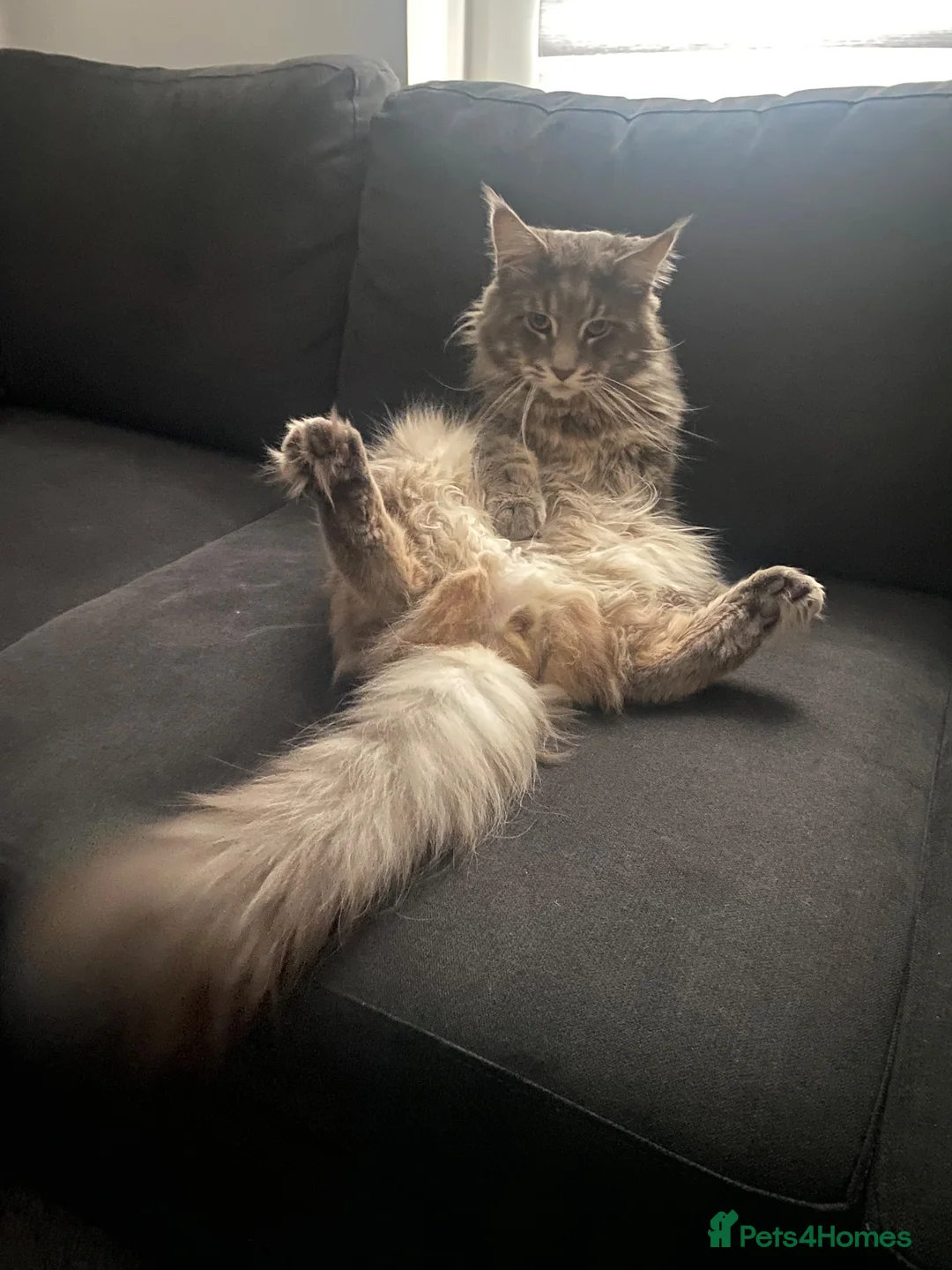 Maine Coon cats for sale: Adorable Maine coon kittens  - Advert 11