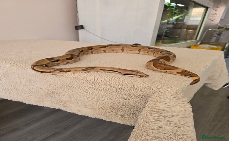 Boa Snake reptiles - Advert 1