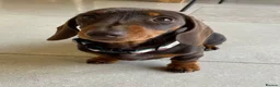 Miniature Dachshund dogs for sale: KC registered Miniature Dachshund  in Gloucester - Advert 3