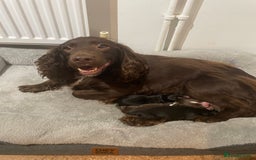 Mixed Breed dogs for sale: Cocker spaniel x border collie pups - Image 10