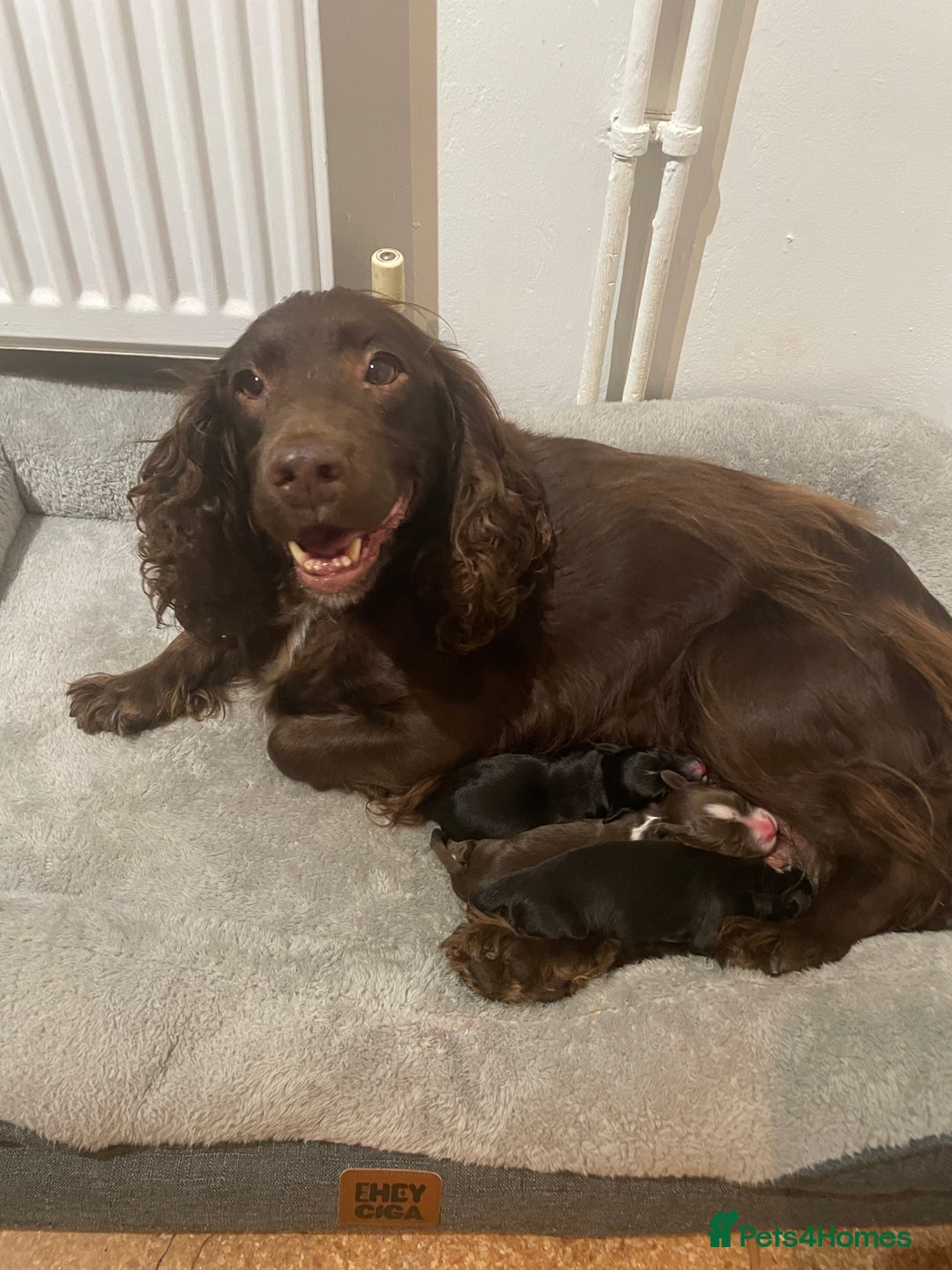 Mixed Breed dogs for sale: Cocker spaniel x border collie pups - Image 10