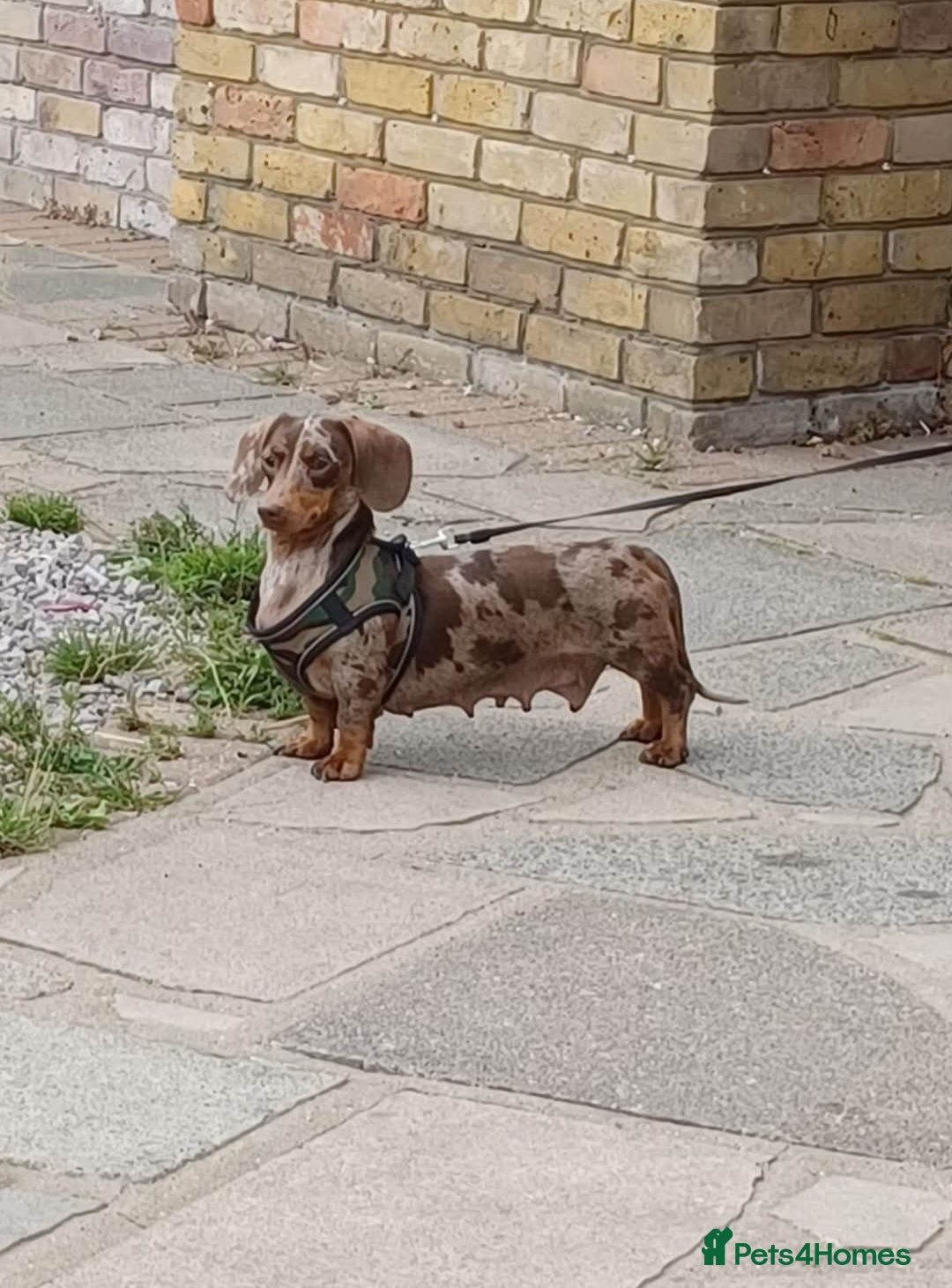 Miniature Dachshund dogs Miniature dachshunds - Advert 2