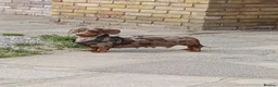 Miniature Dachshund dogs for sale: Miniature dachshunds - Advert 2