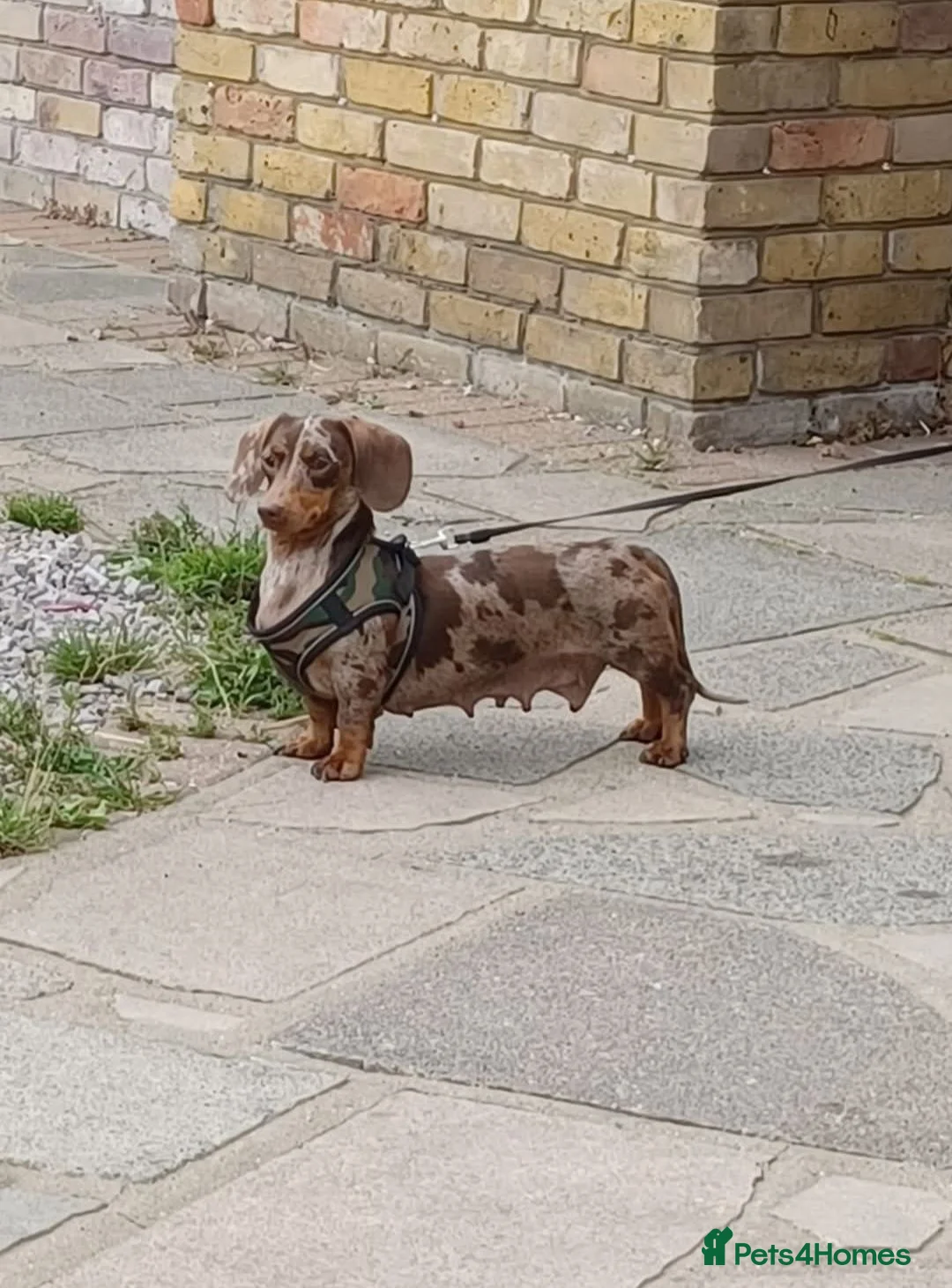 Miniature Dachshund dogs for sale: Miniature dachshunds - Advert 2