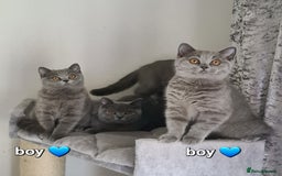 British Shorthair cats for sale: British Shorthair kittens READY NOW  in Mexborough - Image 4
