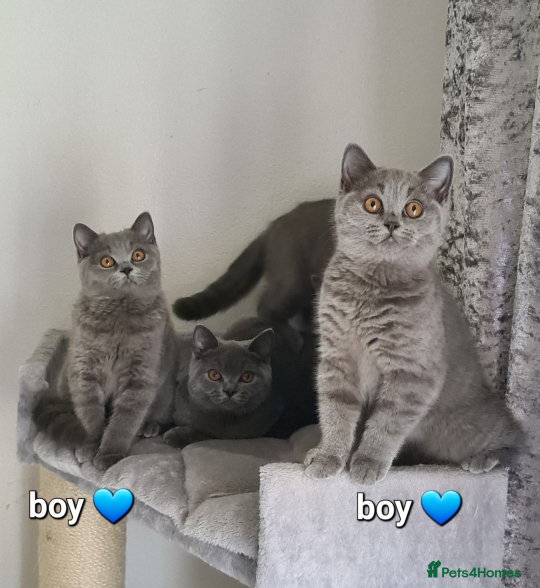 British Shorthair cats for sale: British Shorthair kittens READY NOW  in Mexborough - Image 4