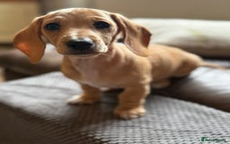 Miniature Dachshund dogs for sale: KC Reg Miniature Dachshund Puppies ✨READY NOW✨ - Image 11